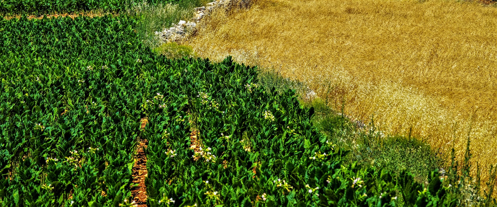 Agriculture Technology